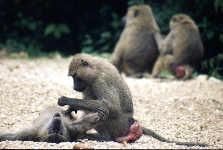 One olive baboon grooming another in Tanzania.