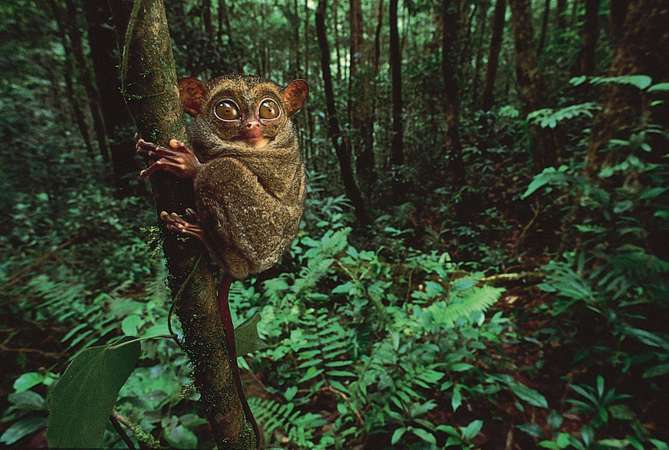 Enormous eyes evolved in the tarsier, permitting this tree-dwelling primate to see better at night. 